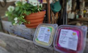 Chucrut morado y blanco en la huerta