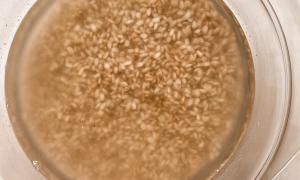 arroz integral en remojo