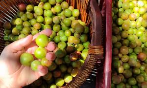 recolección de umeboshis en una canasta