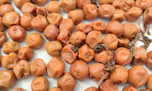 umeboshis ya fermentadas y con su color rosado tradicional